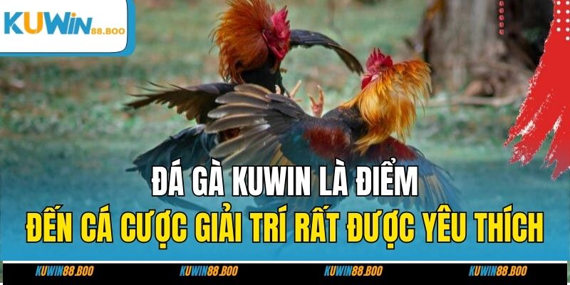 Đá gà KUWIN là điểm đến cá cược giải trí rất được yêu thích